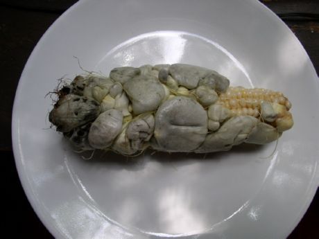 Bào tử nấm đen ngô