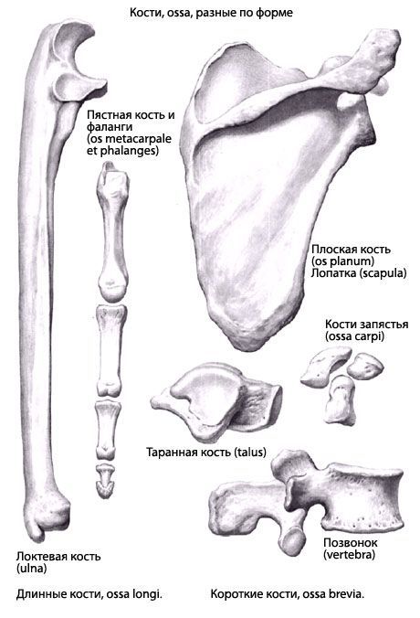 Các loại xương