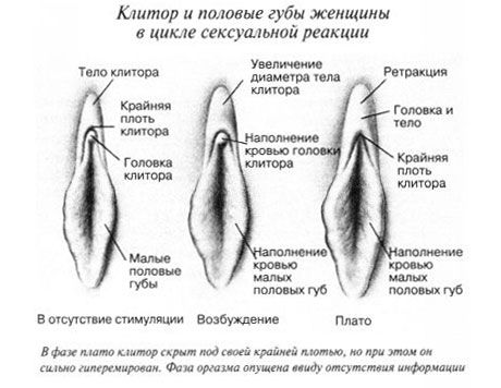 Clitoris trong suốt quá trình giao hợp