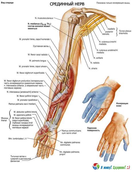 Các dây thần kinh trung vị