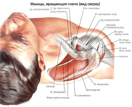 Cơ bắp và cơ dưới