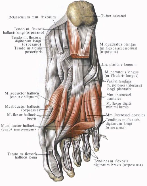 Cơ bắp chân