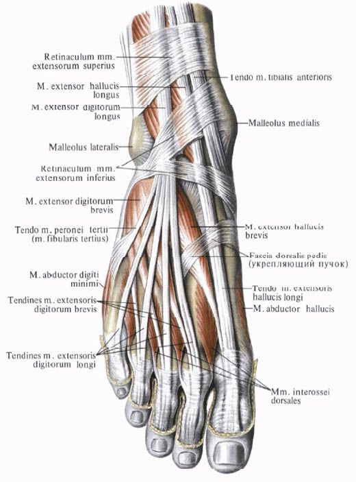 Cơ bắp chân