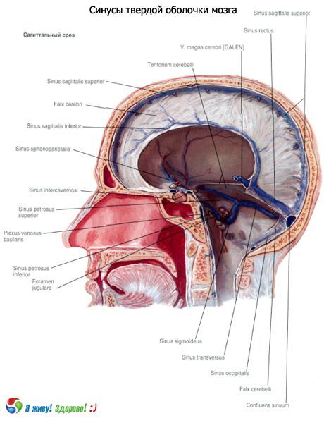 Sinuses (xoang) của màng cứng của não