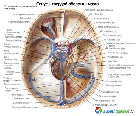 Sinuses (xoang) của màng cứng của não