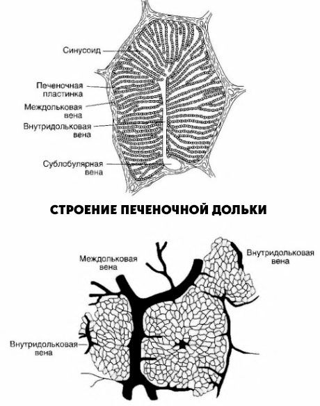 Cơ cấu thùy gan