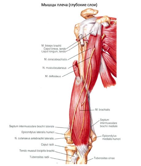 Cơ bắp mật (m.coracobrachialis)