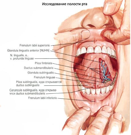 Tuyến nước bọt dưới lưỡi