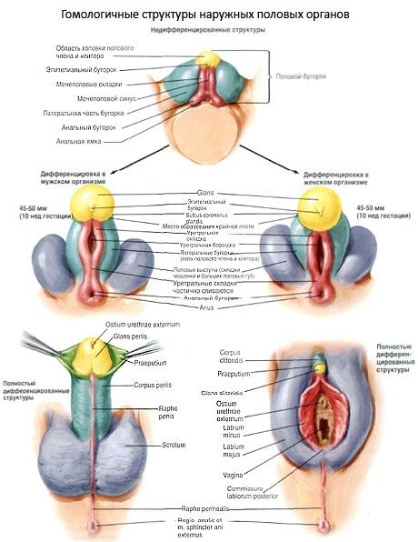 Cơ cấu homologous của các bộ phận sinh dục ngoài