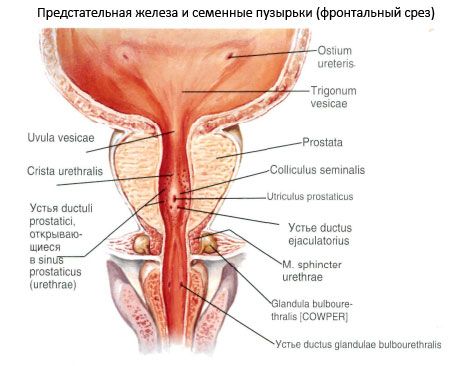 secvența tratamentului prostatitei cronice incontinență fecală prostatita
