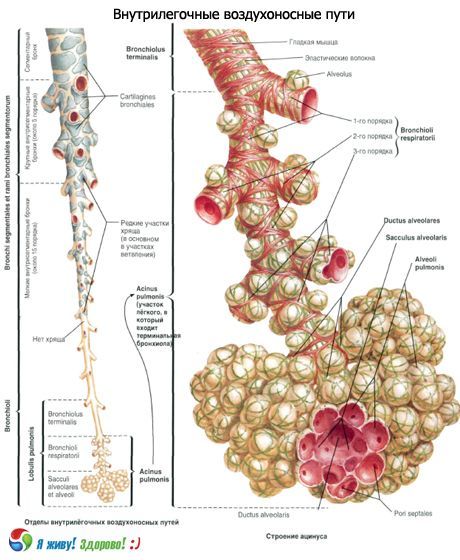 Bronchi.  Hệ hô hấp của phế quản