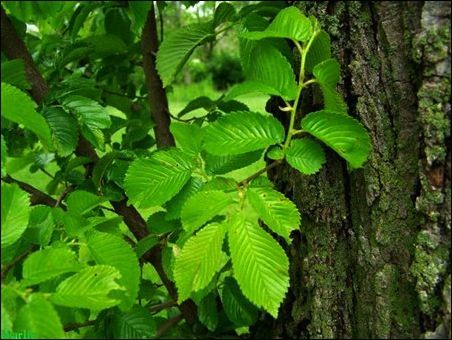 Trơn Elm