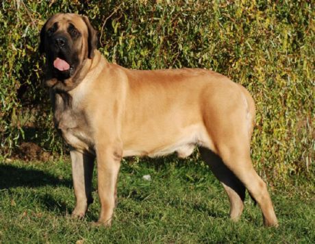 Mastiff tiếng Anh cũ