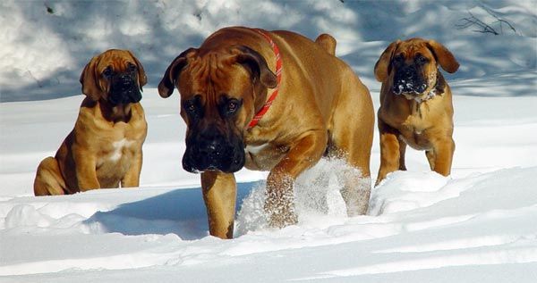 Mastiff Nam Phi hoặc Boerboel