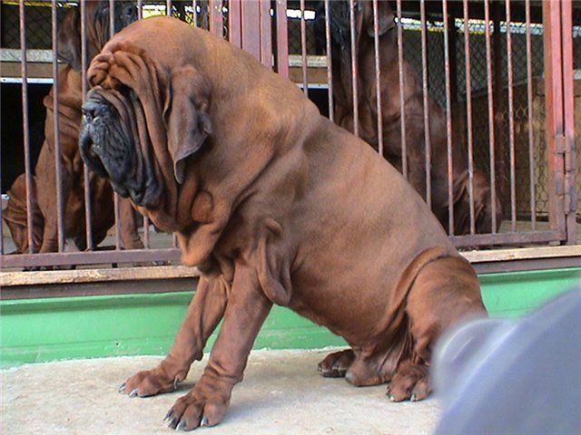 Mastiff Hàn Quốc