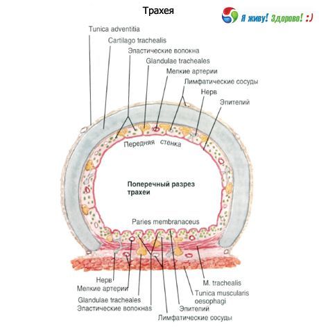Trachea.  Cơ cấu màng nhầy của khí quản