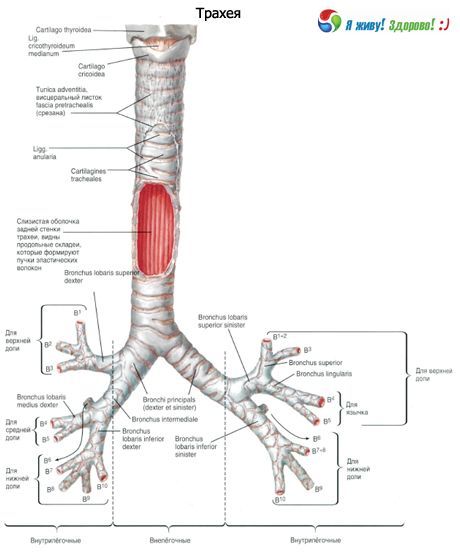Trachea.  Cơ cấu của khí quản