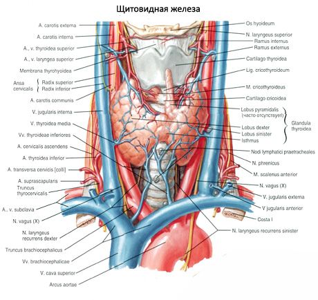 Các tuyến tuyến giáp (glandula thyroidea)