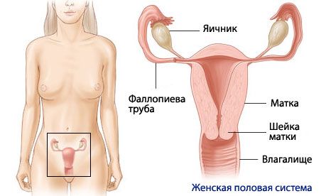 Giải phẫu học và sinh lý của hệ thống sinh sản nữ
