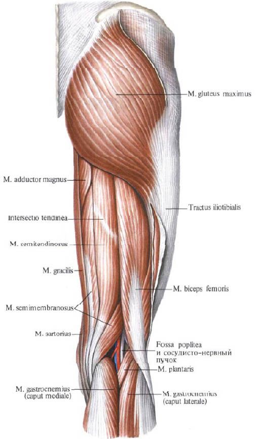 dureri de picior înfipt în articulația genunchiului artroza articulațiilor periei și piciorului epifanelor