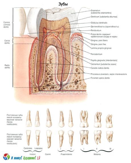 Răng.  Cấu trúc của răng