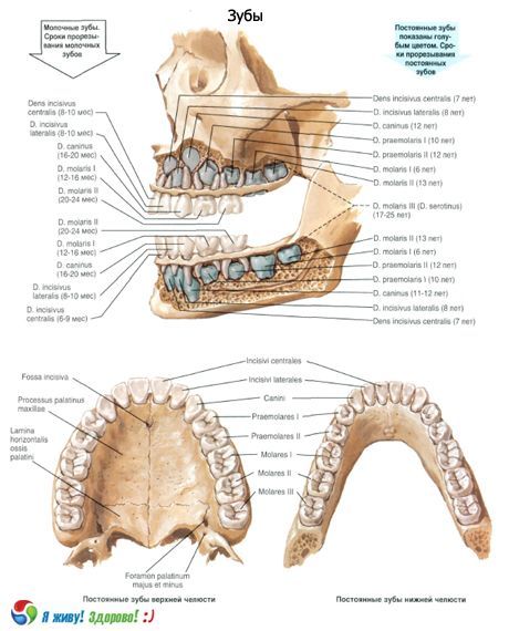 Răng.  Cấu trúc của răng